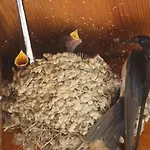 Montgolfiere 펜션 샤틀레로