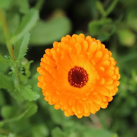 Holiday home Montgolfiere *