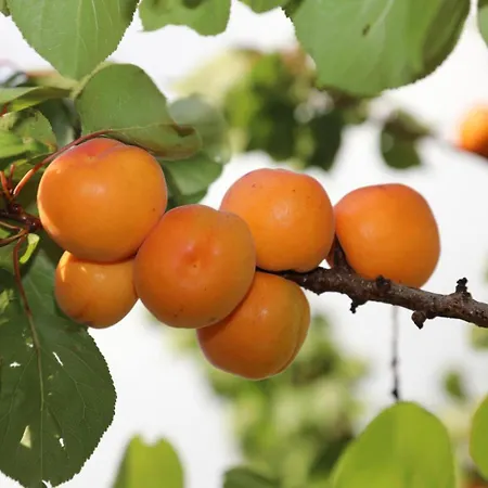 Holiday home Montgolfiere Chatellerault