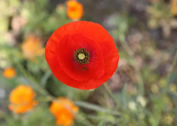 Montgolfiere Сasa de vacaciones