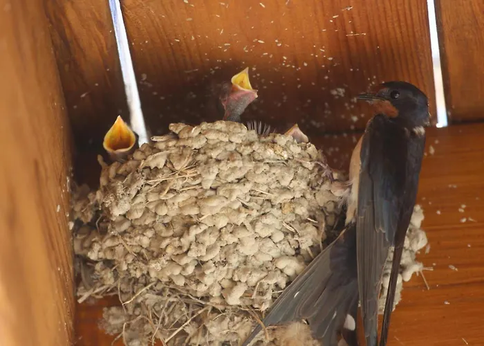 Montgolfiere Сasa de vacaciones Châtellerault