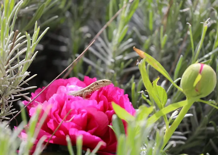 Сasa de vacaciones Montgolfiere *