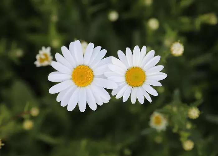 Montgolfiere Châtellerault